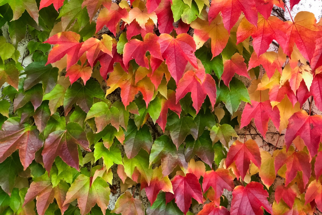 Dreilappiger Wilder Wein im Herbst