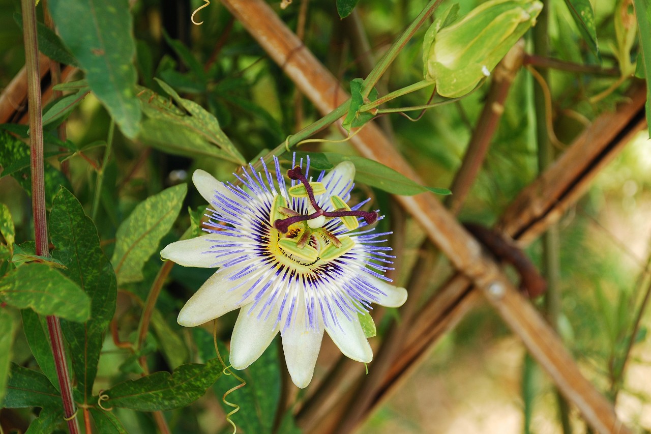 Blaue Passionsblume mit Strahlenkranz als Pflanze für Rankgitter