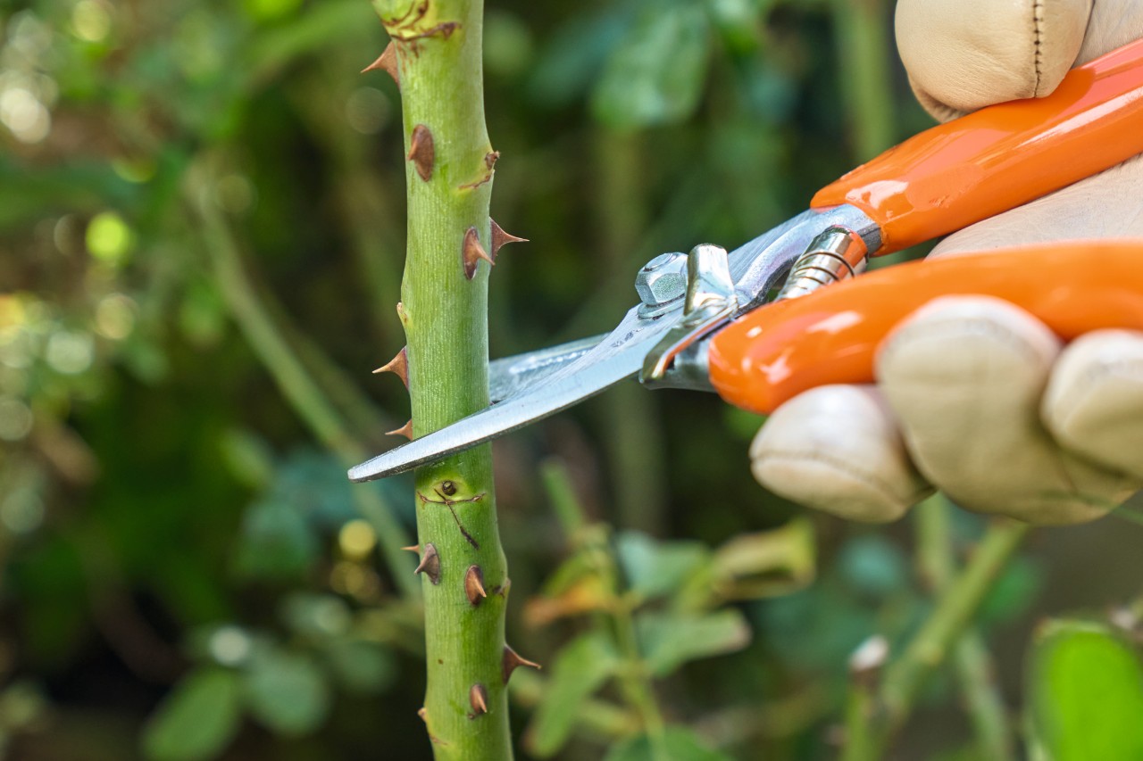 Nahaufnahme beim Rosen schneiden: Rose wird mit einer STIHL Gartenschere gekürzt