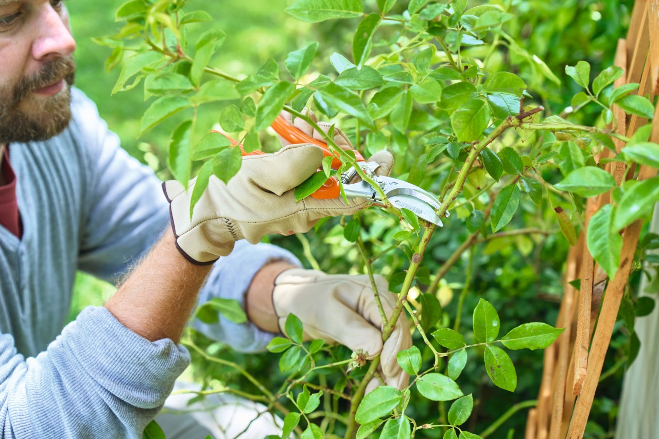 Beim Rosenschneiden entfernt ein Mann mit einer STIHL Gartenschere lange Triebe
