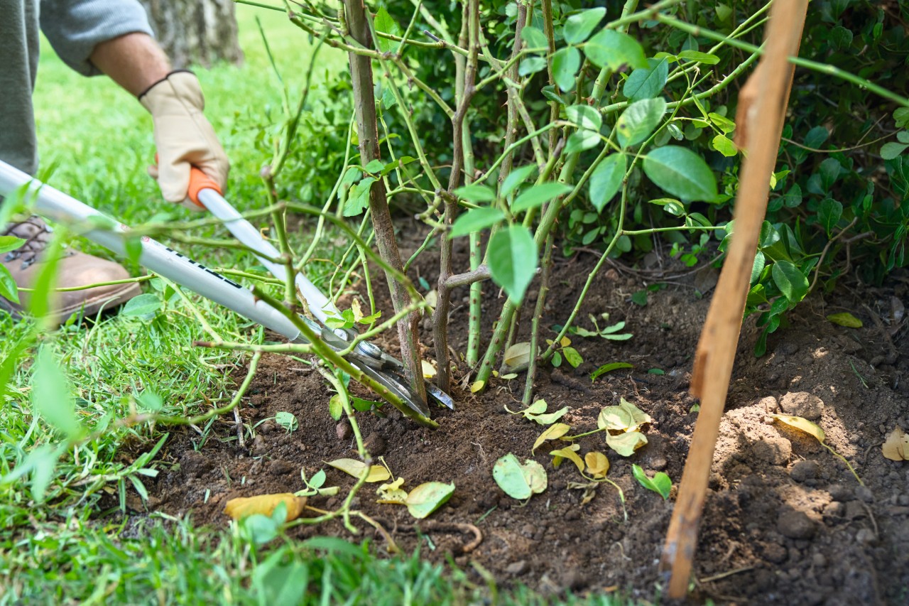 Ein alter Rosentrieb wird mit einer STIHL Astschere abgeschnitten
