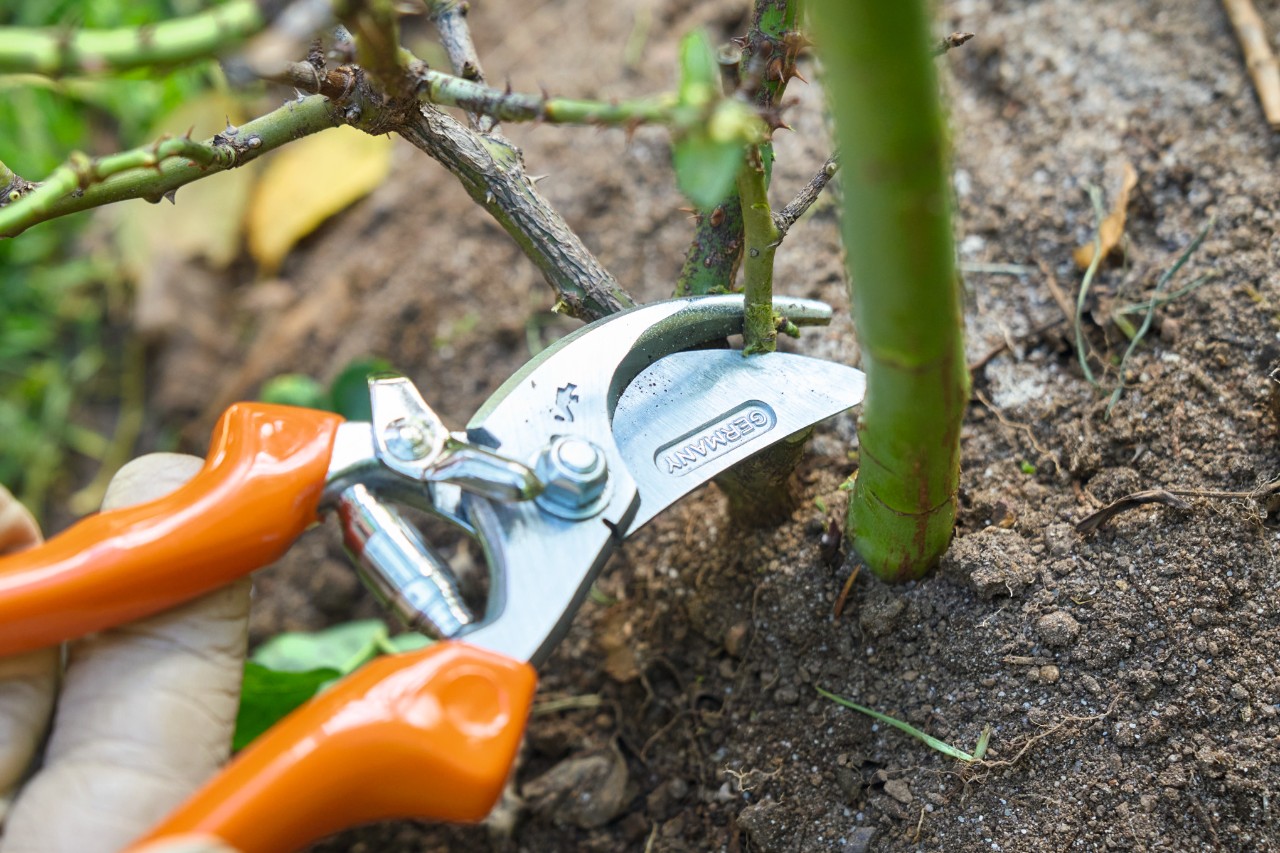 Gartenschere Bypass PG10 für saubere Schnitte