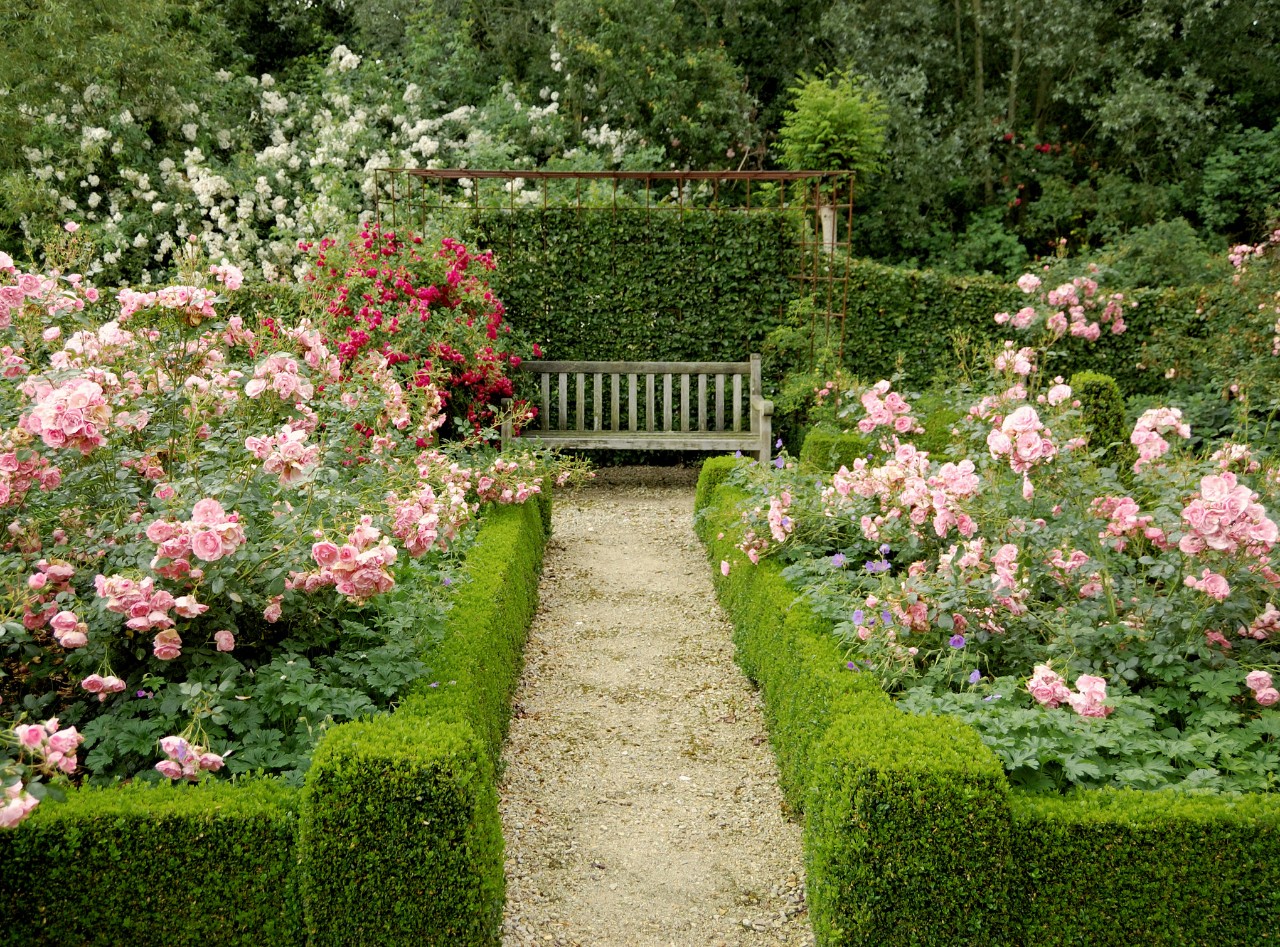 Ein Gartenweg trennt zwei Beete mit blühenden Rosen vor einer Holzbank im Hintergrund