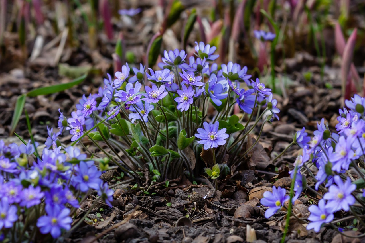 Blühende Leberblümchen