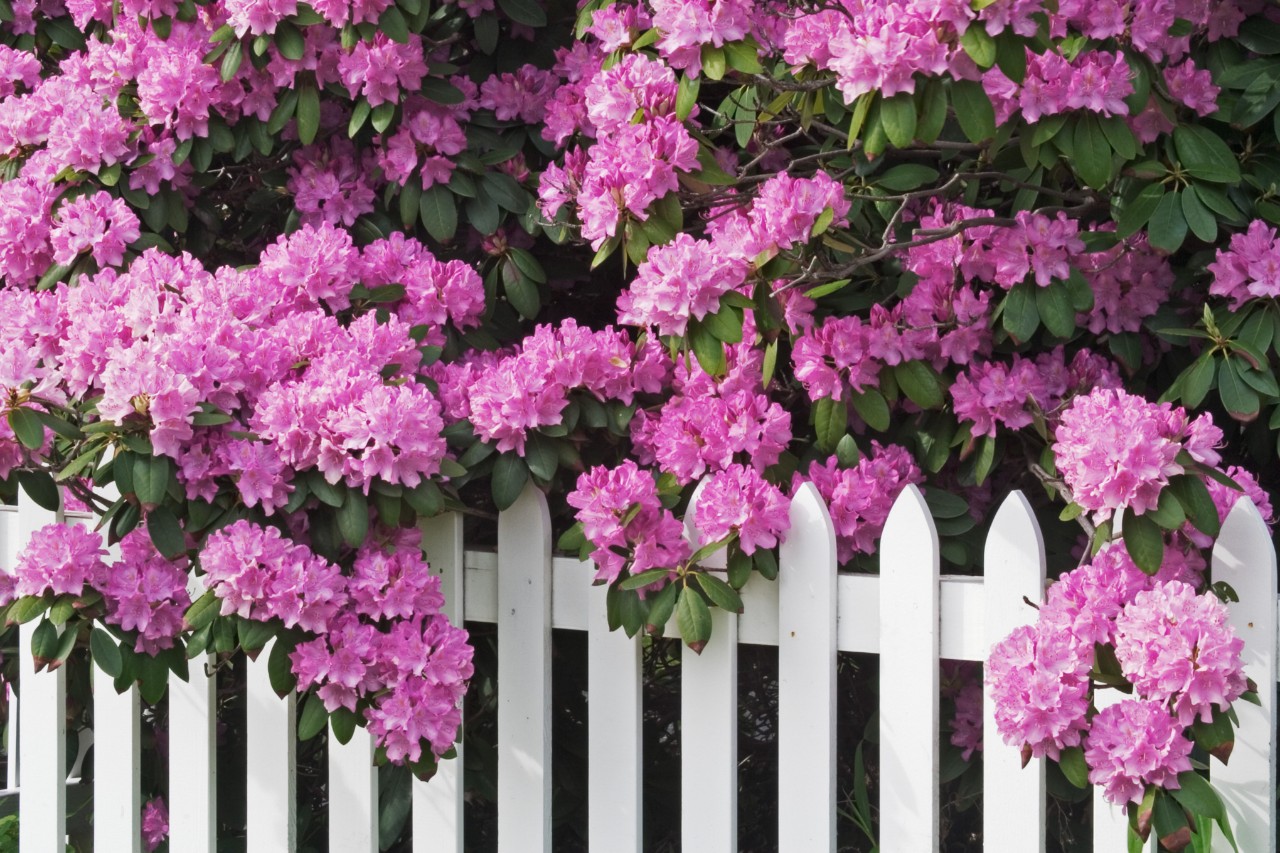 Üppig blühender Rhododendron hintert einem weißen Zaun