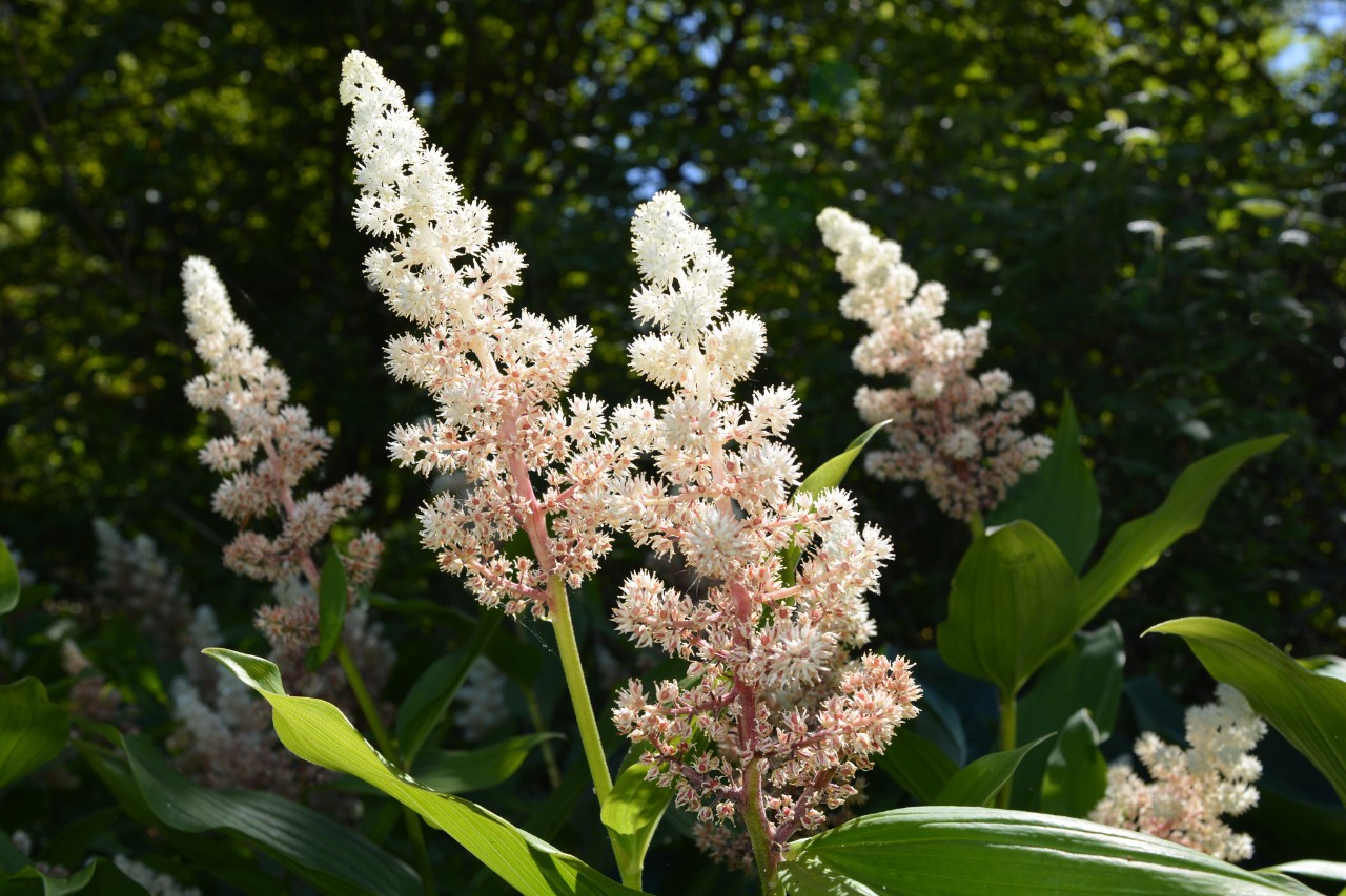 Einige Traubige Duftsiegel als Schattengewächse im Garten, im Hintergrund Bäume