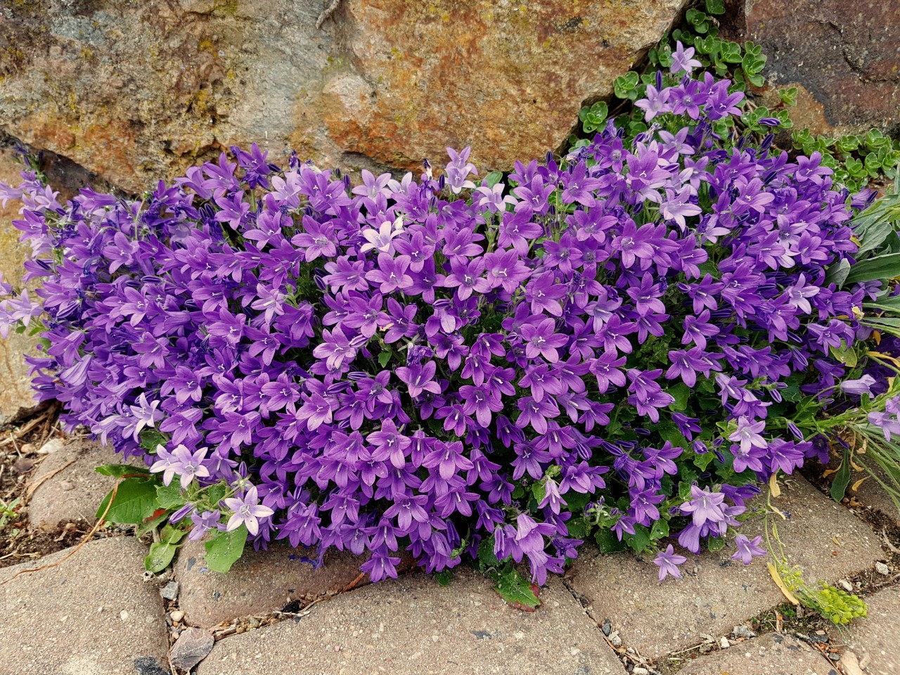 Schattenblumen auf steinigem Untergrund