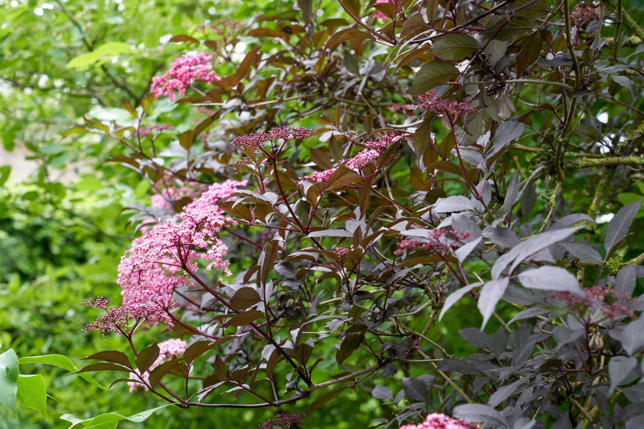 Schwarzer Holunder mit rosafarbenen Blüten