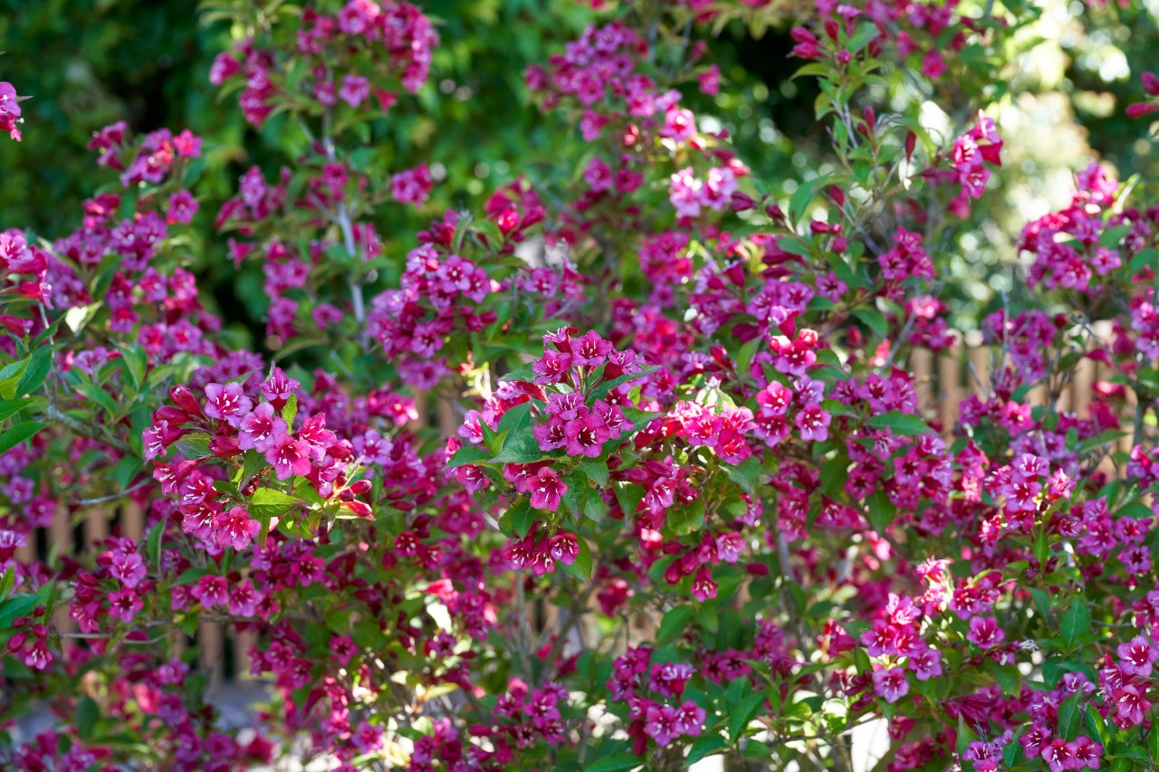Rubinrot blühende Weigelie