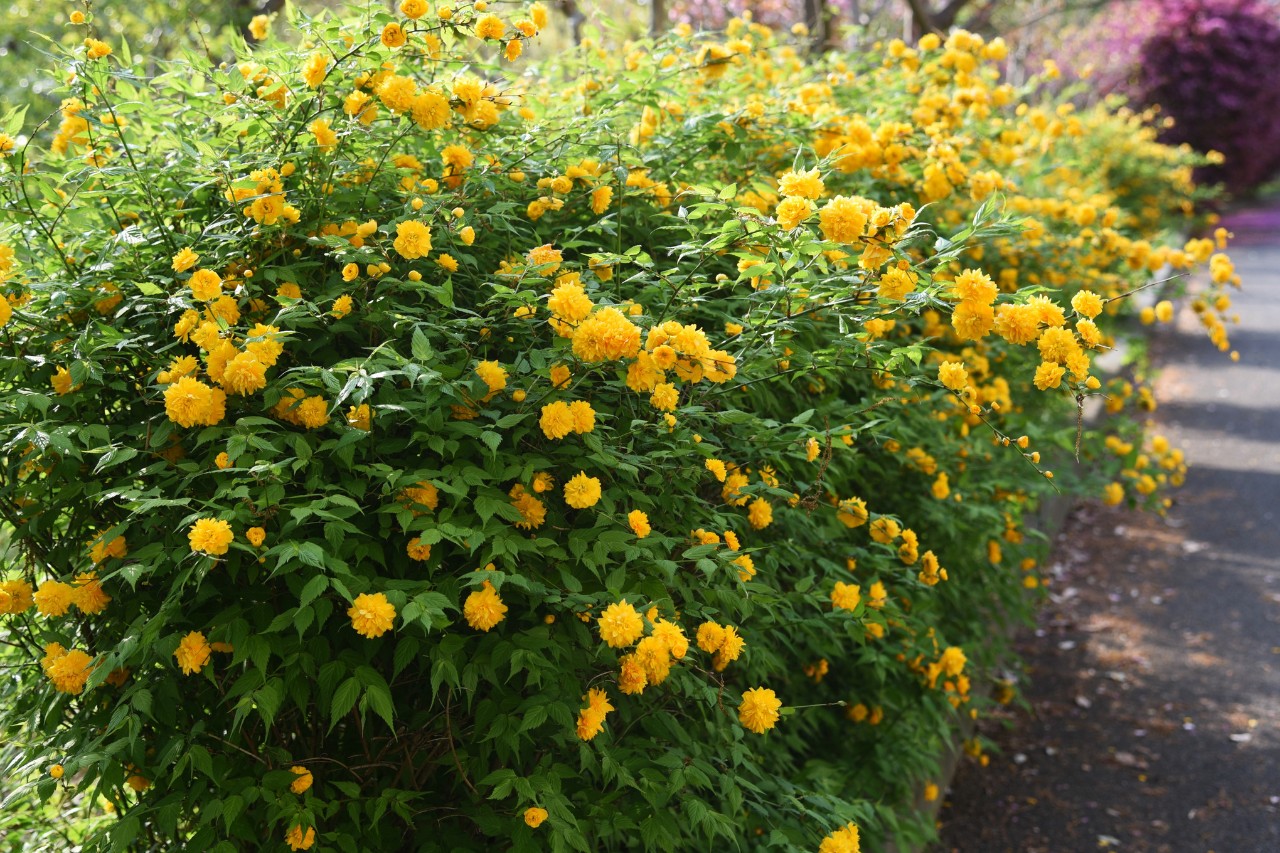 Gefüllter Ranunkelstrauch als Hecke