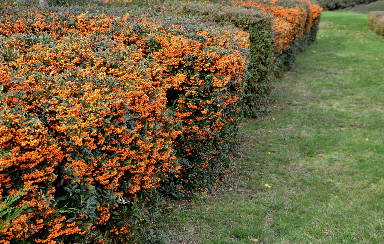 Feuerdornhecke mit rötlichen Beeren