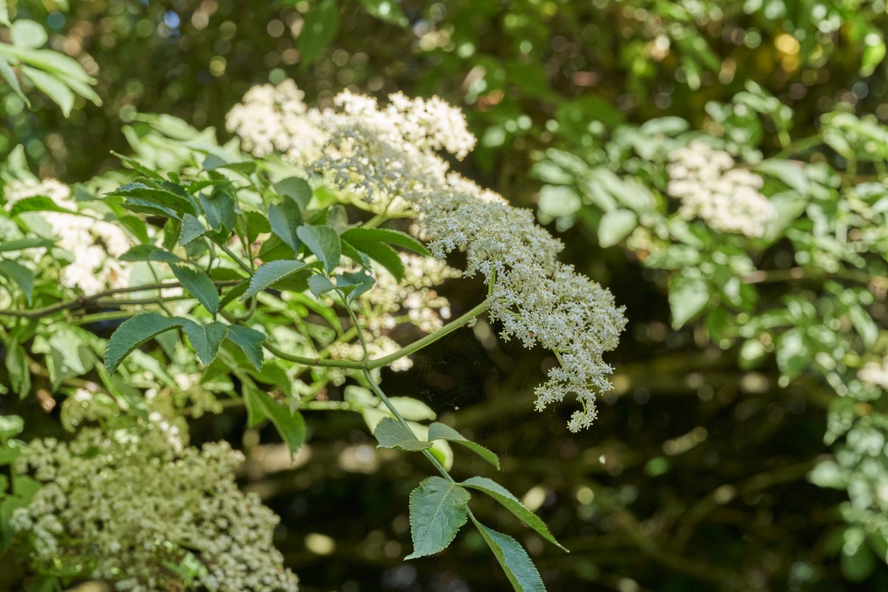 Schwarzer Holunder mit weißen Blüten