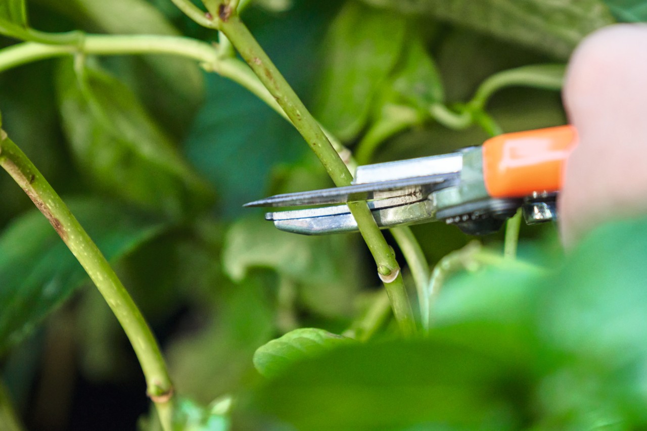 Nahaufnahme, wie jemand mit einer STIHL Gartenschere Stecklinge schneidet