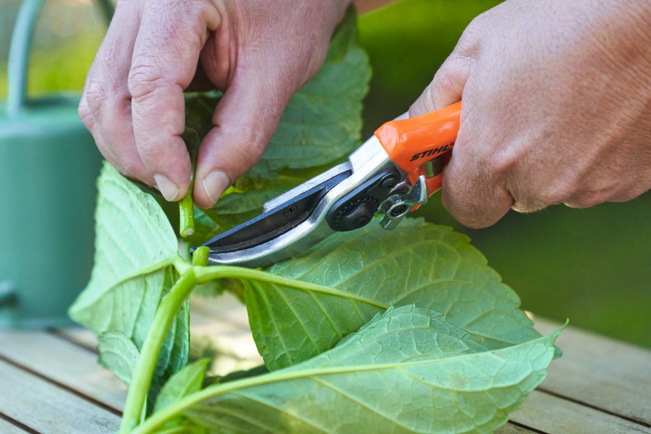 Nahaufnahme, wie jemand mit einer STIHL Gartenschere Blätter von einem Steckling entfernt