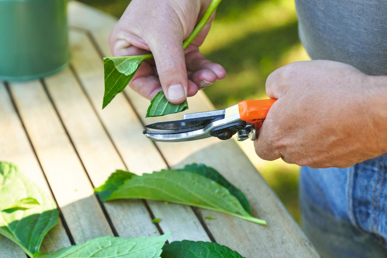 Nahaufnahme, wie jemand mit einer STIHL Gartenschere die Blattfläche eines Stecklings kürzt 