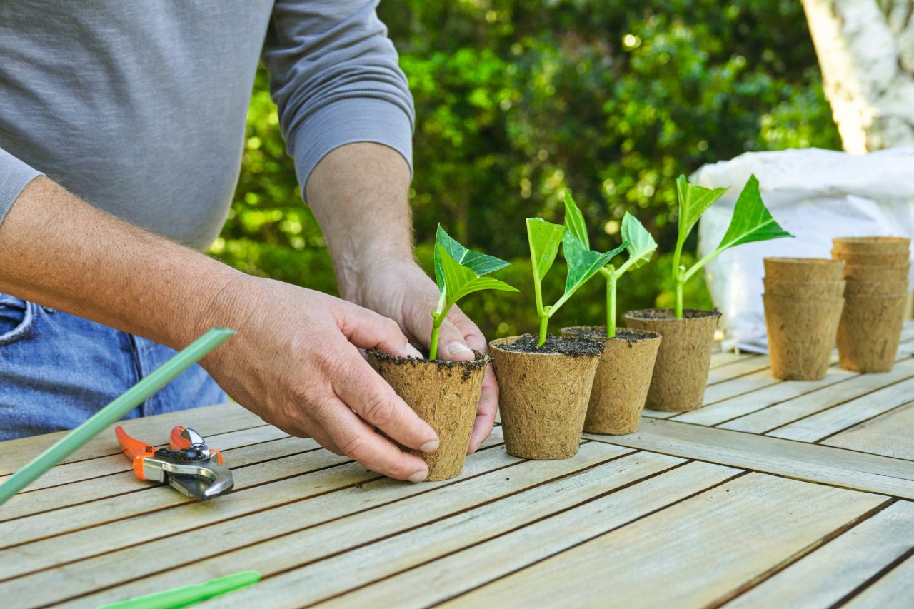 Person vor einem Gartentisch, die Erde in einem Topf mit einem Steckling festdrückt, daneben aufgereiht sind weitere Töpfe mit Stecklingen