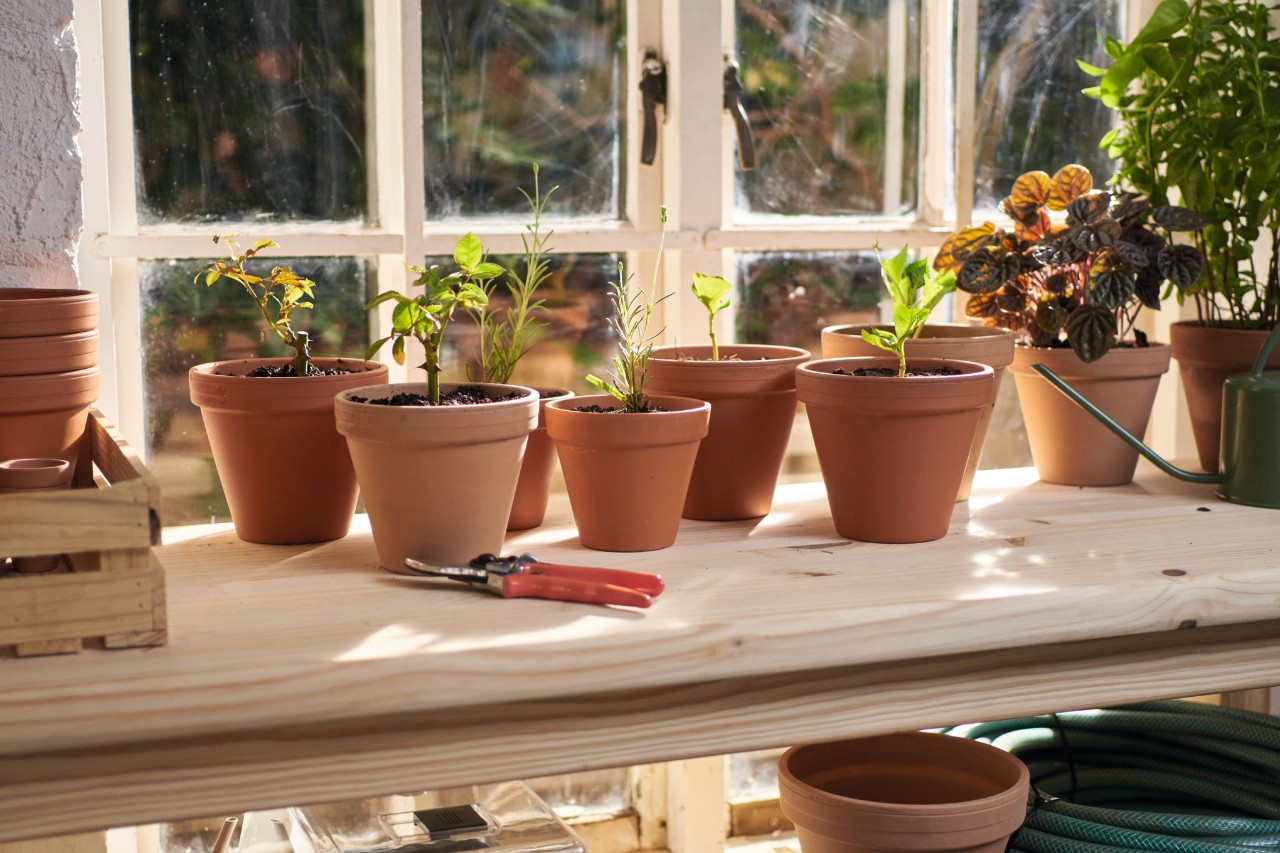 Tontöpfe mit selbst geschnittenen Stecklingen auf einer Fensterbank, daneben eine Gartenschere und eine Gießkanne 