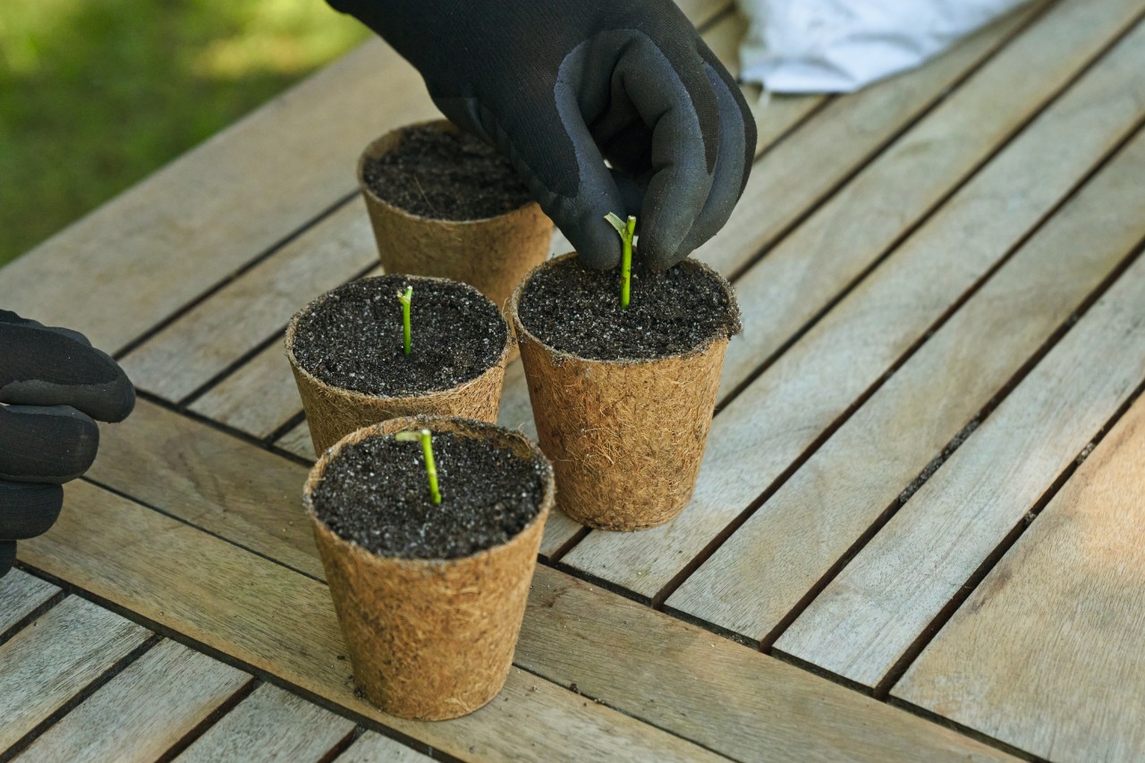 Nahaufnahme, wie jemand auf einem Gartentisch mit schwarzen Arbeitsschutzhandschuhen Stecklinge in Töpfe mit Aussaaterde einpflanzt
