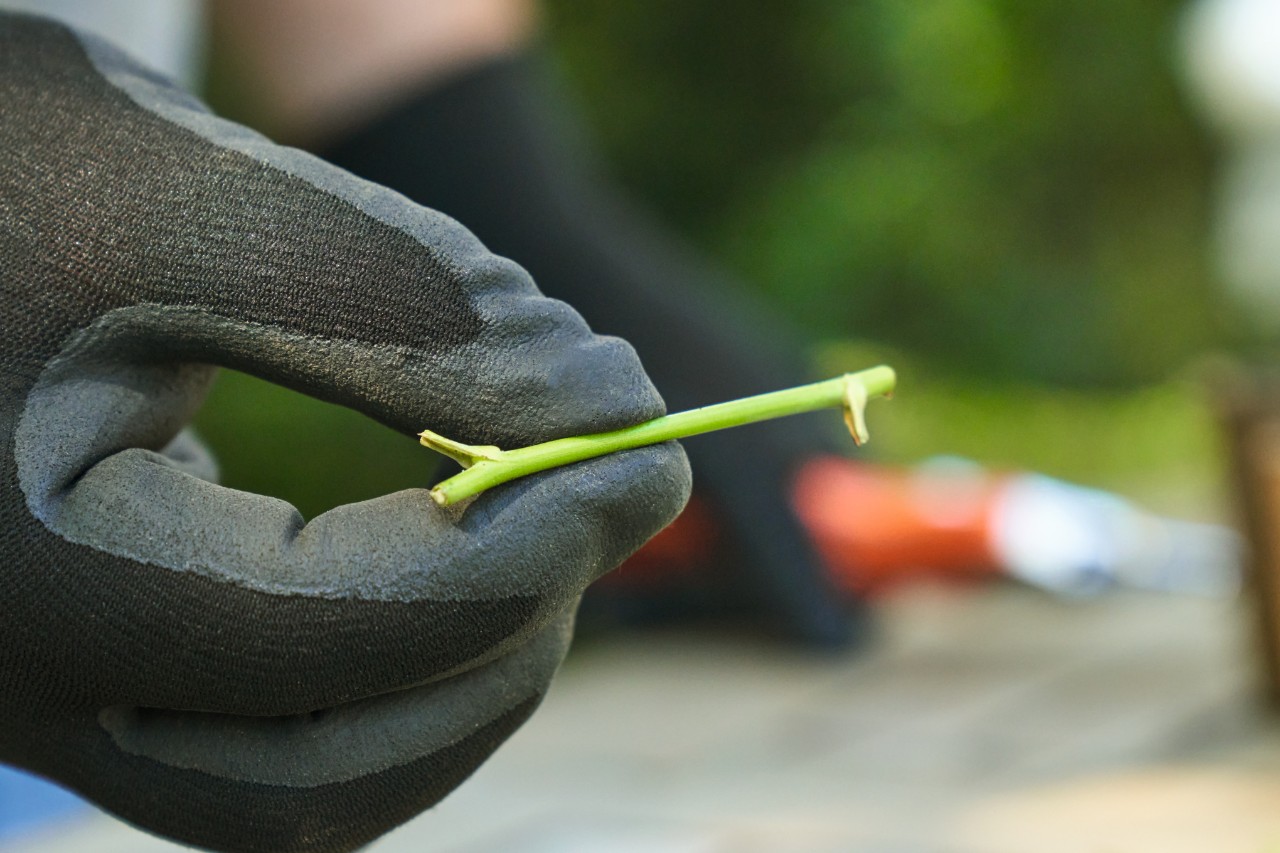 Nahaufnahme eines blattlosen Rosenstecklings, von einer Person mit schwarzen Arbeitshandschuhen zwischen Daumen und Zeigefinger gehalten 