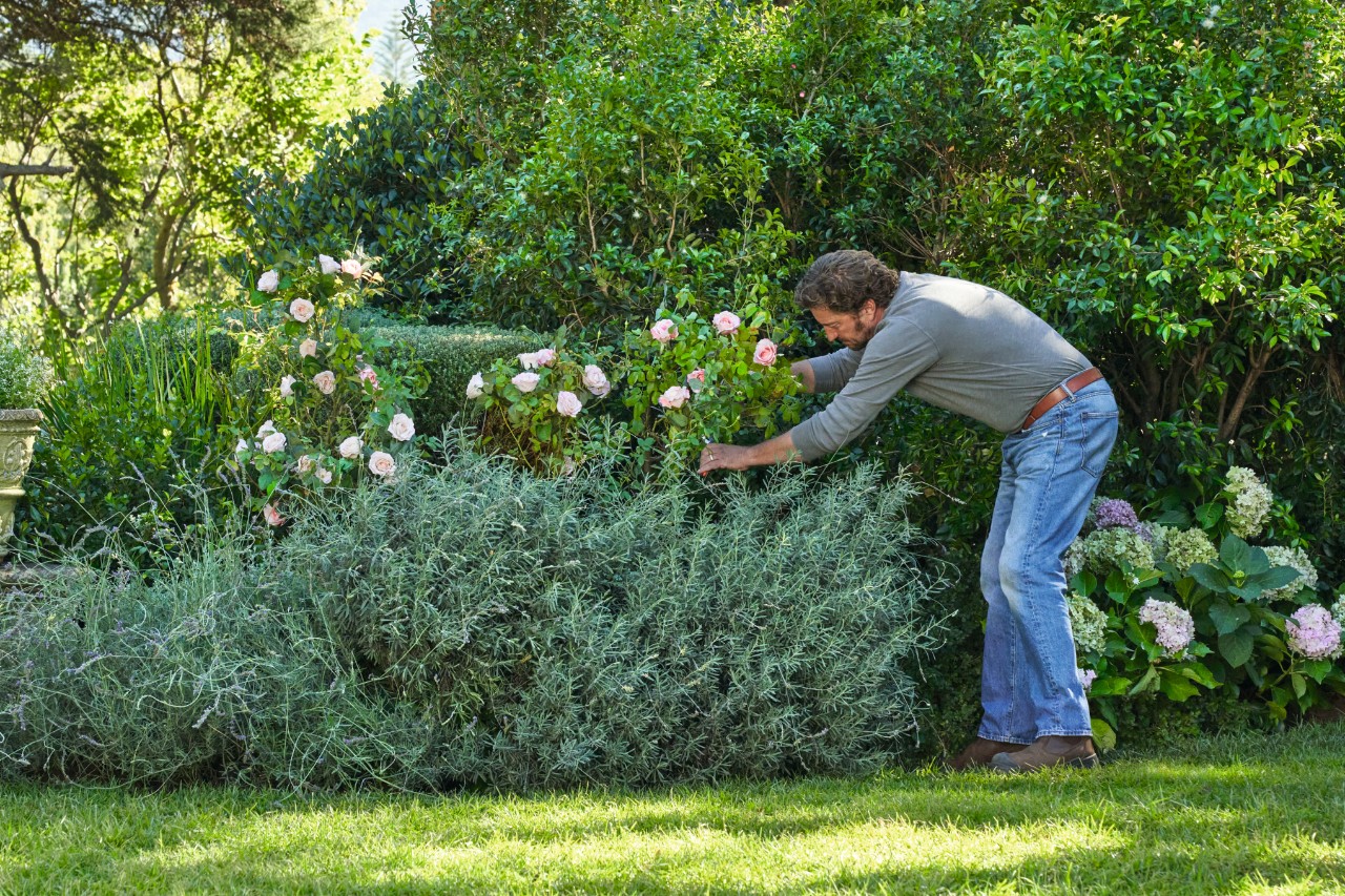 Nahaufnahme eines Mannes in Jeans und grauem Oberteil, der sich auf einem Gartengrundstück über die Rosensträucher beugt, um Stecklinge zu schneiden