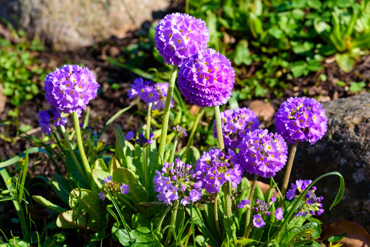 Violett blühende Kugel-Primeln in einem Beet