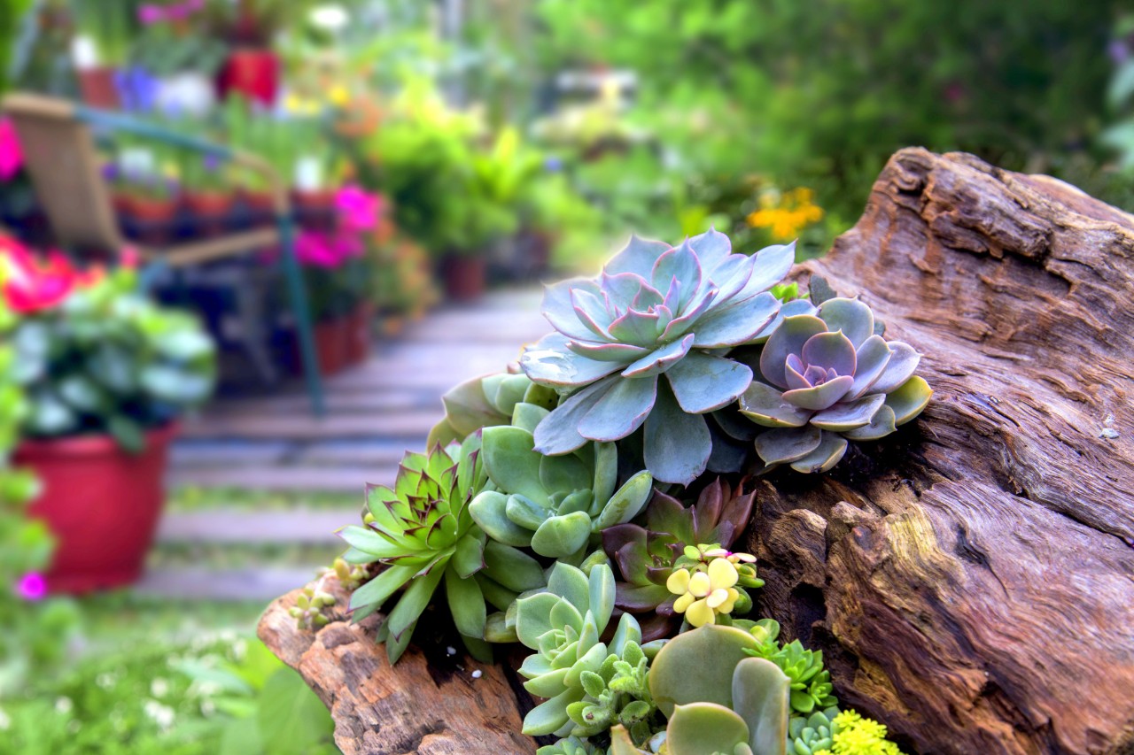 Sukkulenten im Garten auf einem Stück Treibholz 
