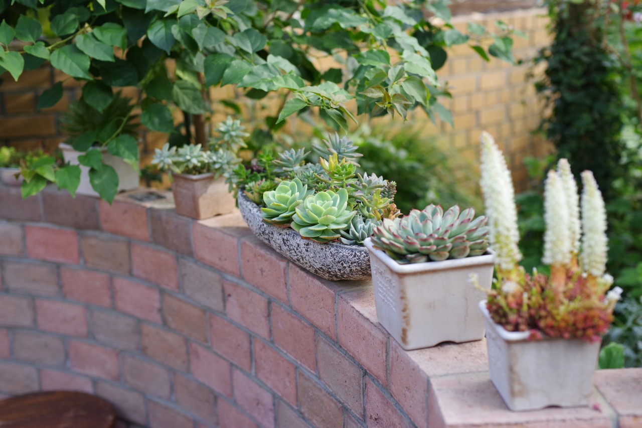 Beliebte Sukkulenten Arten in kleinen Sukkulenten-Töpfen auf einer Steinmauer, im Hintergrund ein Garten