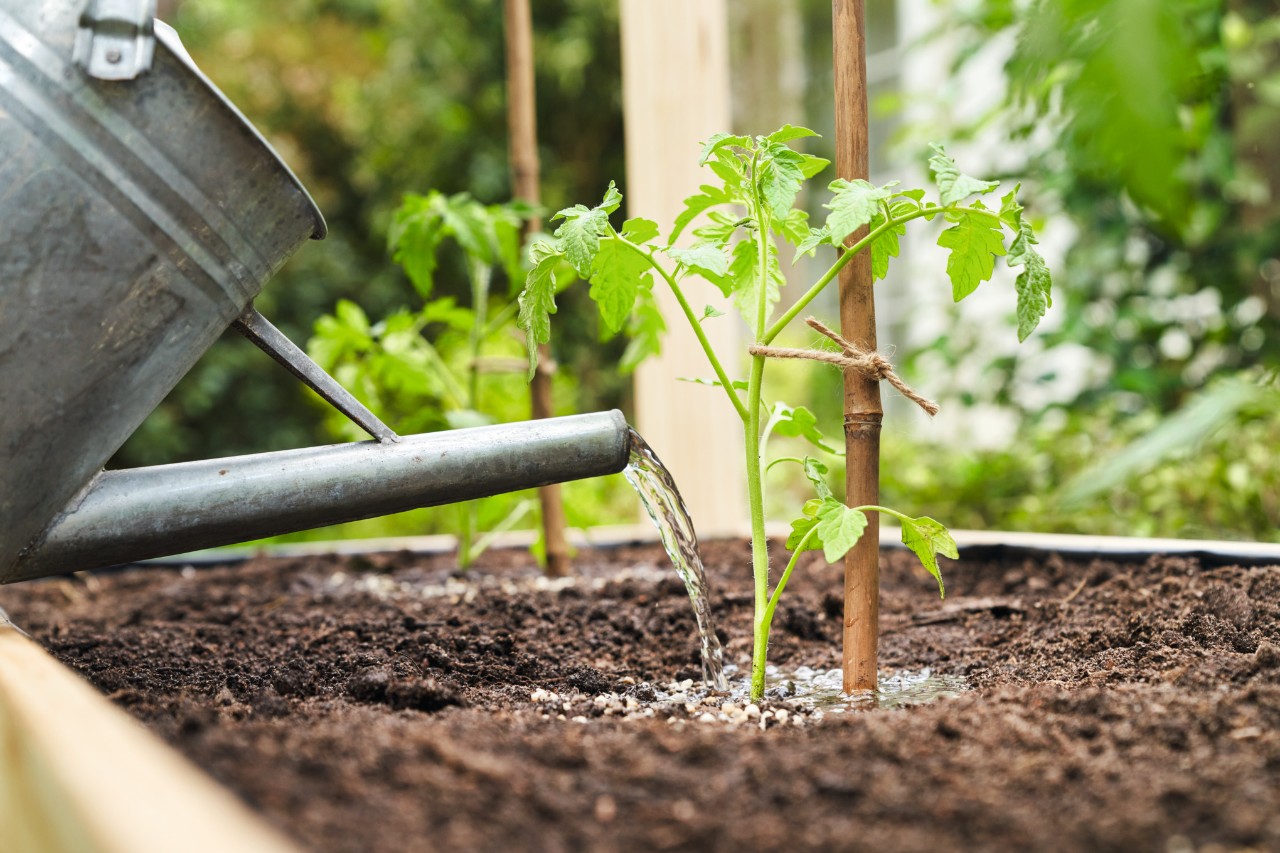 Nahaufnahme, wie Tomatenpflanzen mit einer Gießkanne gewässert werden