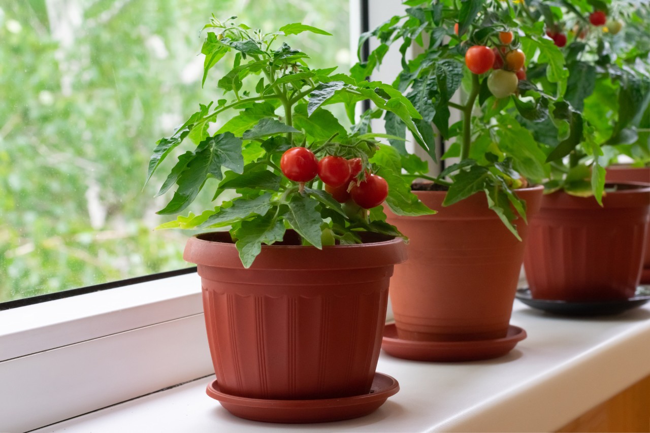 Tomatentöpfchen mit Kirschtomaten auf einer Fensterbank