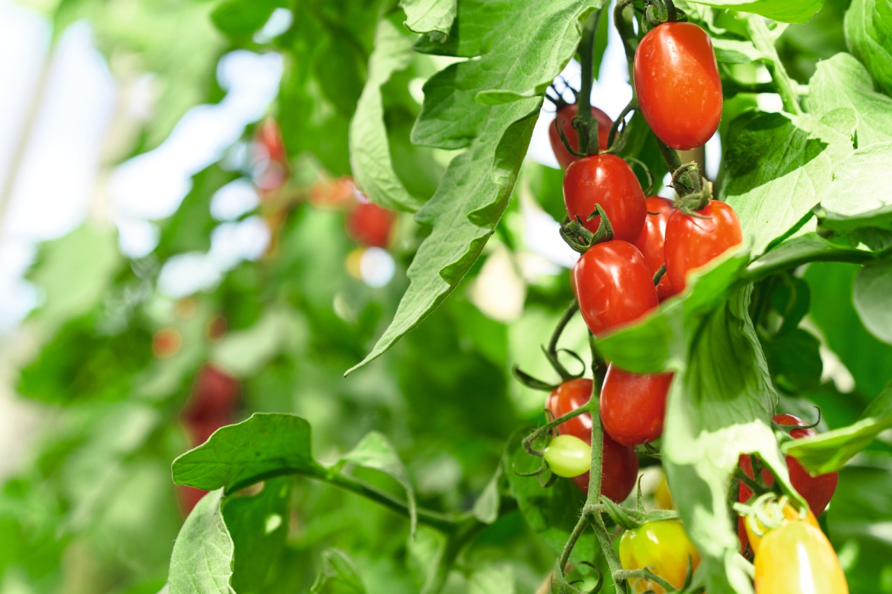 Nahaufnahme einer Tomatenstaude mit reifen und unreifen Früchten