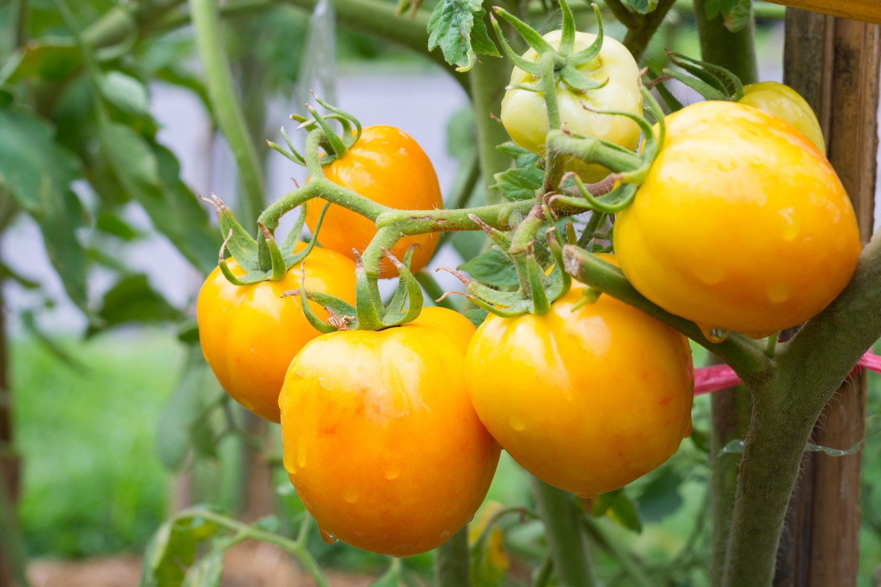 Tomatenpflanze der Sorte “Golden Queen”