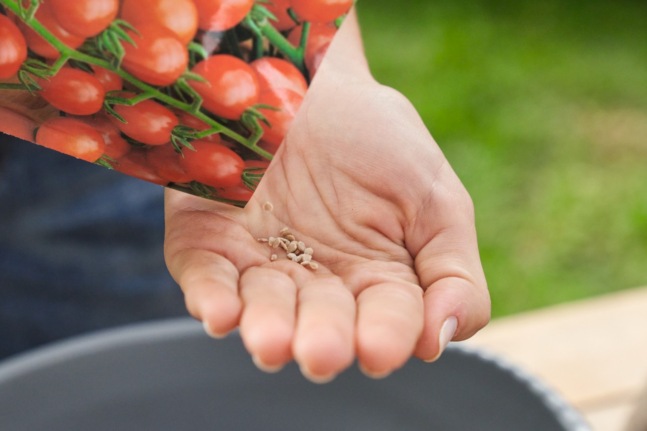 Eine Person schüttet sich aus einer Tüte Tomatensamen in die Hand