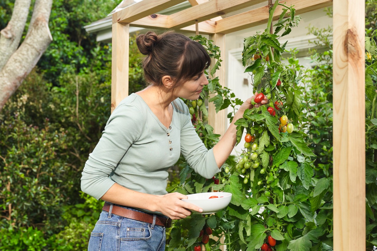 Eine Frau mit einer Schale in der Hand erntet selbstangebaute Tomaten