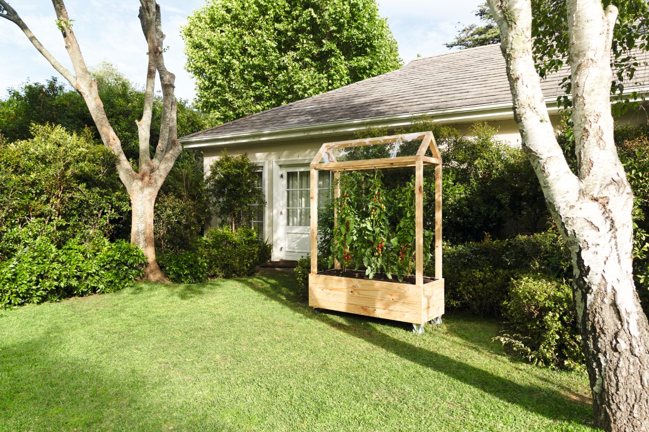 Tomatenhaus auf einem Gartengrundstück mit Rasen und Bäumen