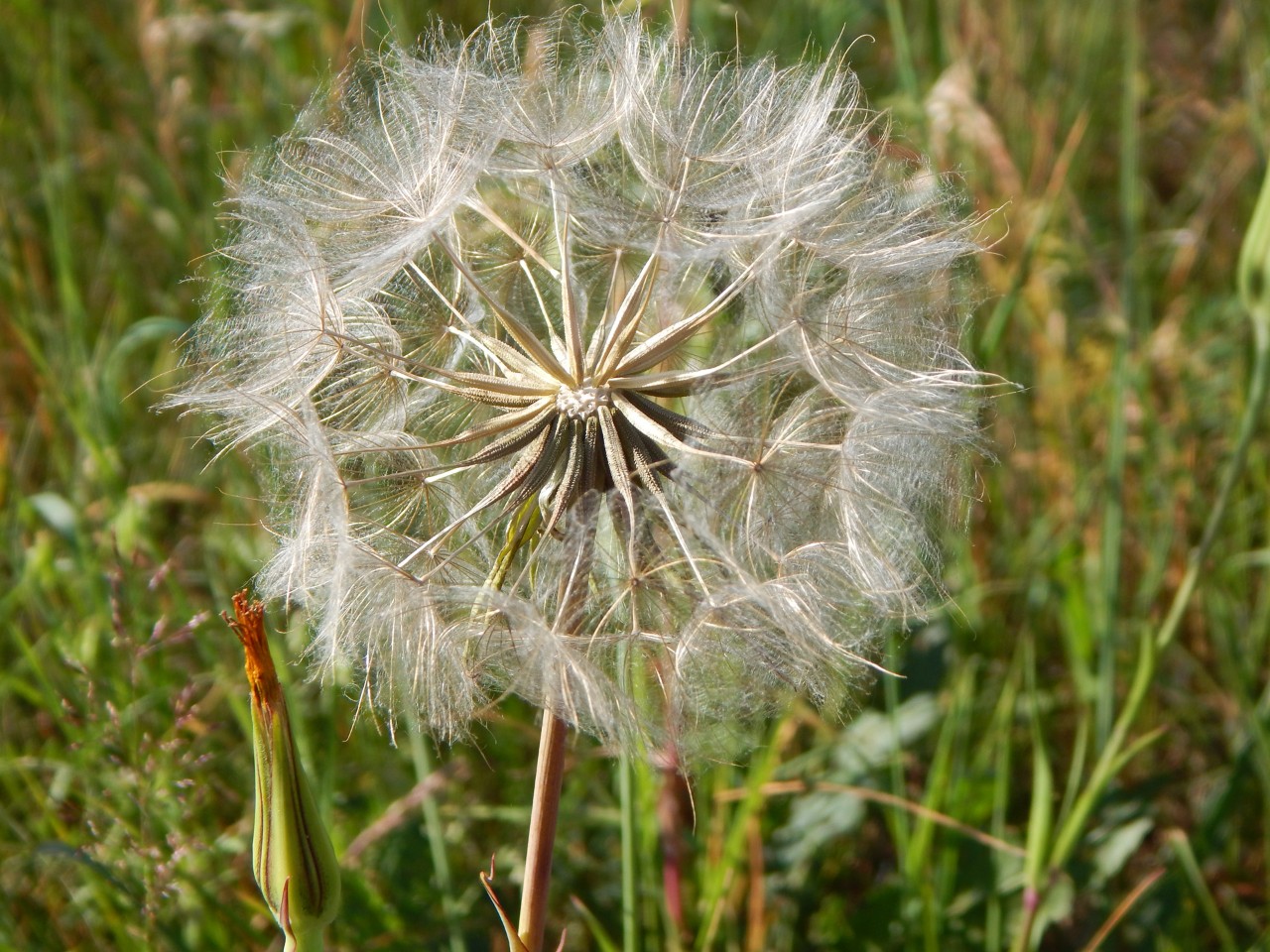 Nahaufnahme einer “Pusteblume”
