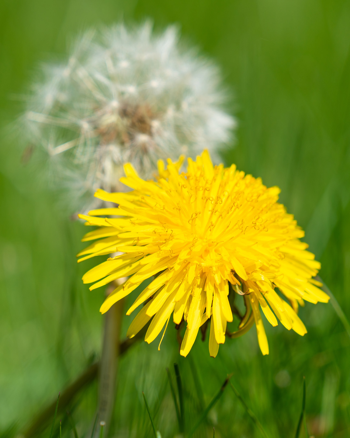 Im Vordergrund gelbblühender Löwenzahn, dahinter als verblühte “Pusteblume”