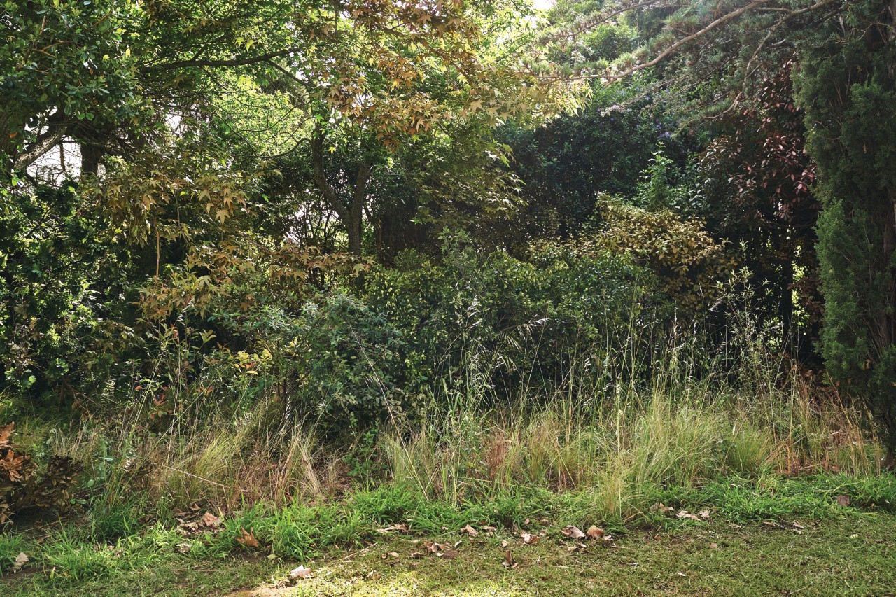 Verwilderter Garten mit wuchernden Sträuchern und Gräsern