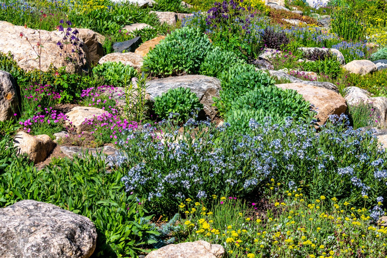 Unebener Steingarten mit Wildblumen und Gewächsen