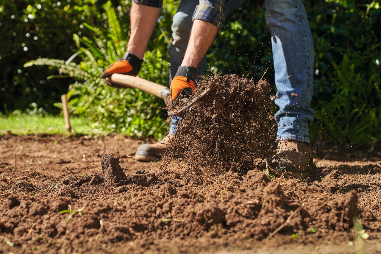 Nahaufnahme, wie ein Mann mit einer Grabegabel den Gartenboden lockert 