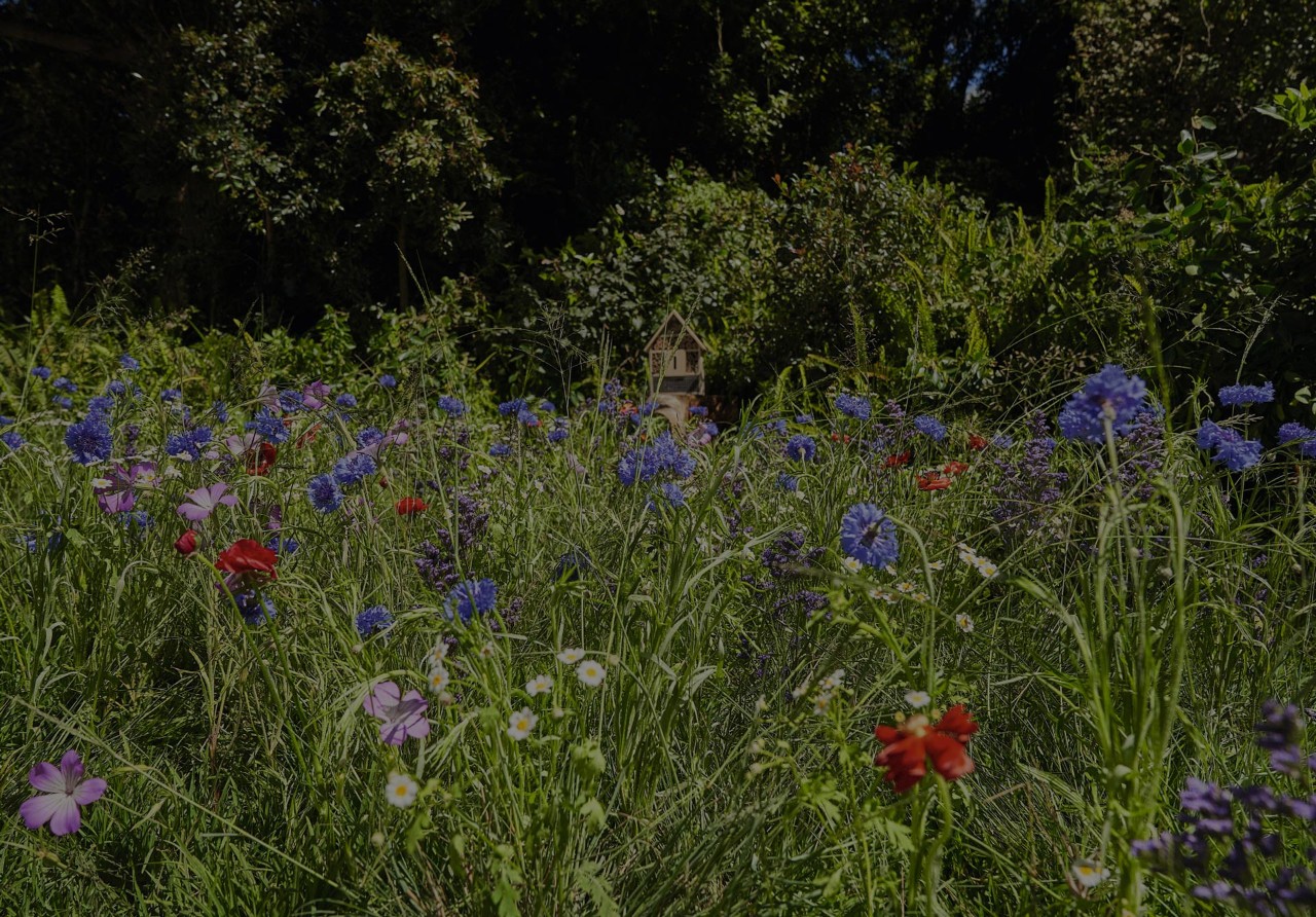 Nahaufnahme einer üppig blühenden Wildblumenwiese mit Kornblumen, Klatschmohn und Margeriten  