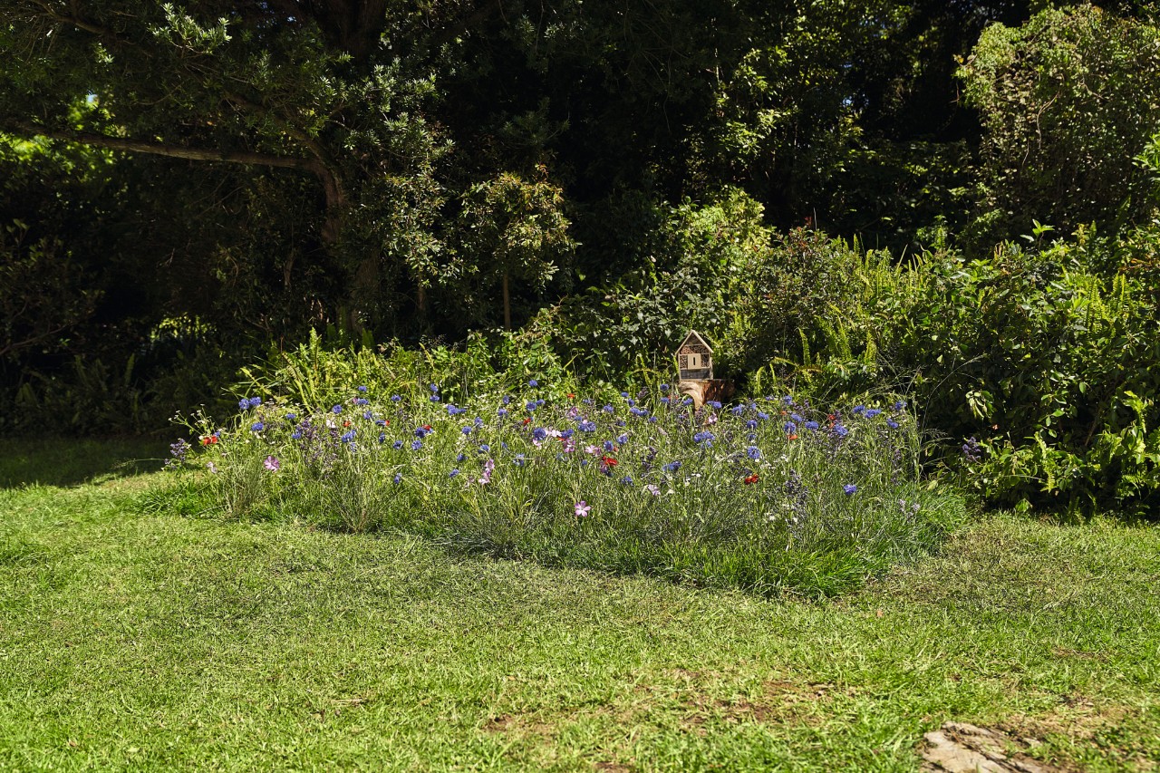 Klar abgegrenzte Wildblumenwiese auf einem Gartengrundstück