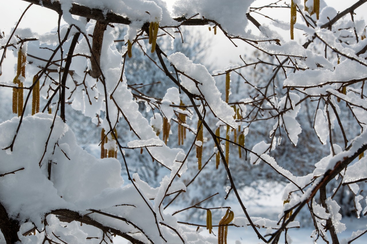 Haselnussstrauch unter einer Schneeschicht