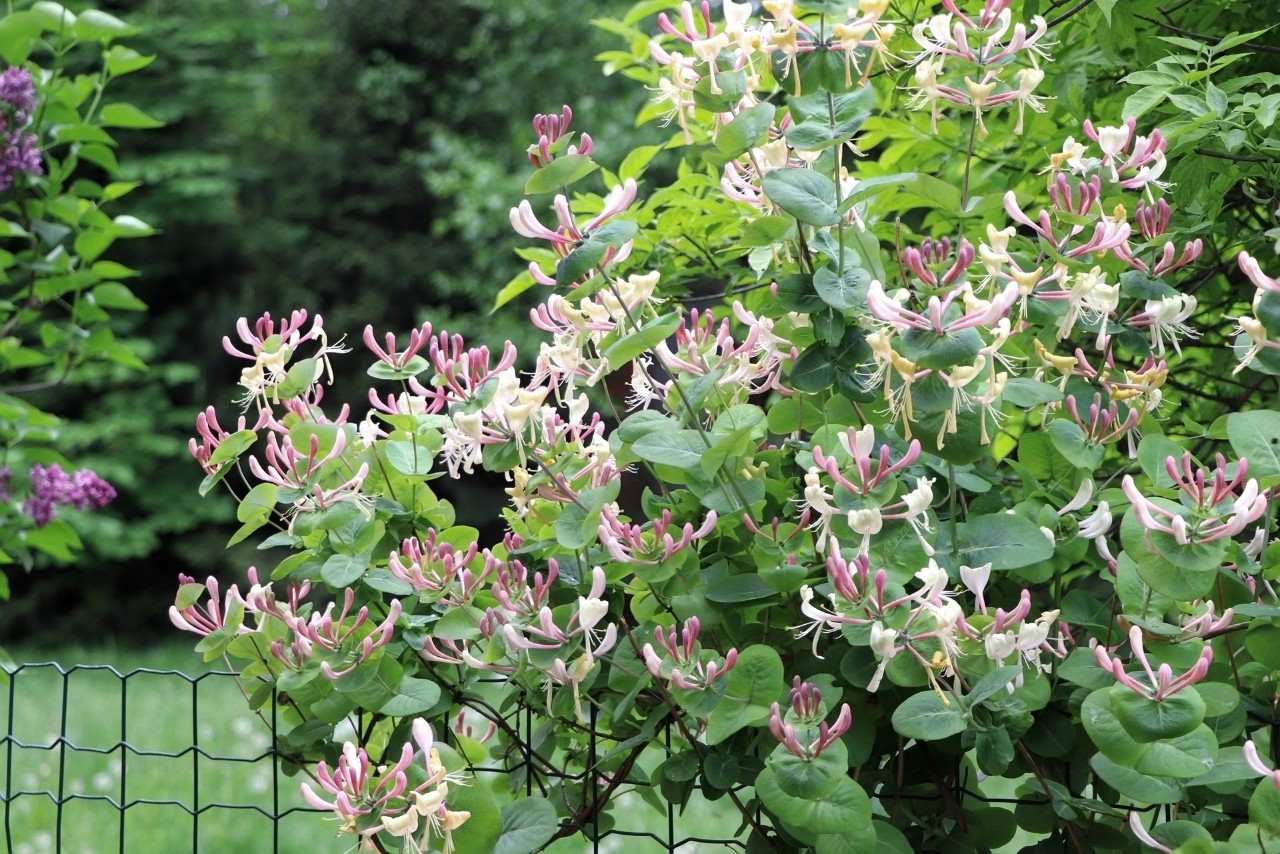 Sichtschutzzaun mit blühenden Ranken