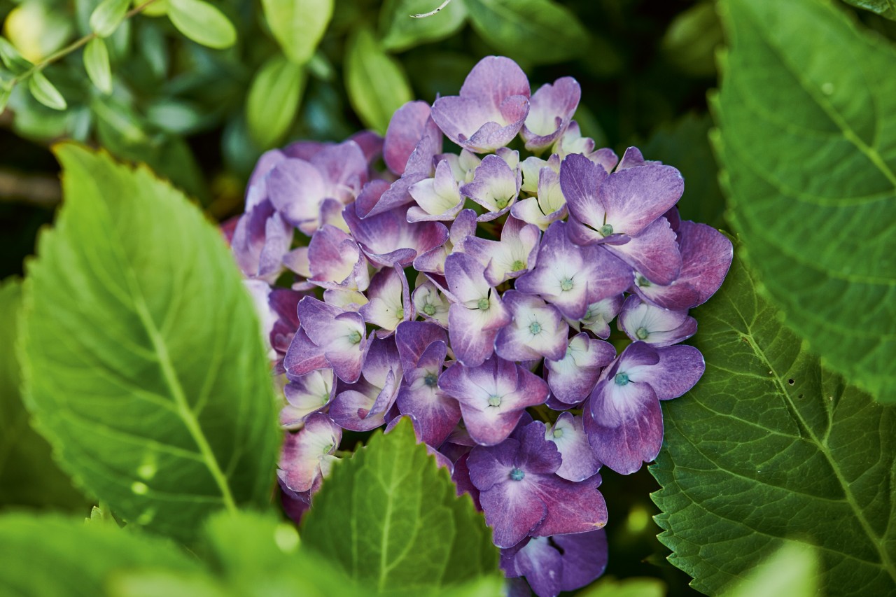 Nahaufnahme einer violett blühenden Hortensie