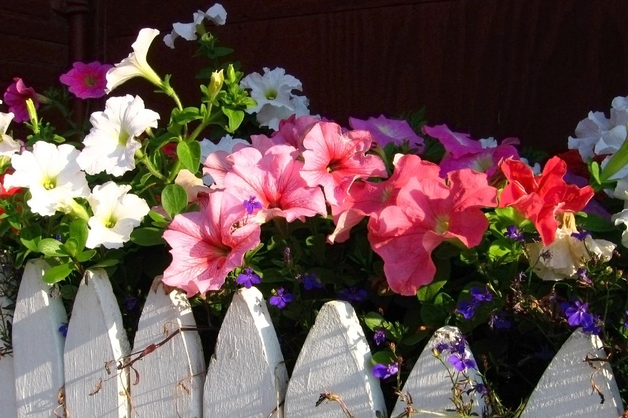 Kästen mit bunt blühenden Sommerblumen an einem Zaun