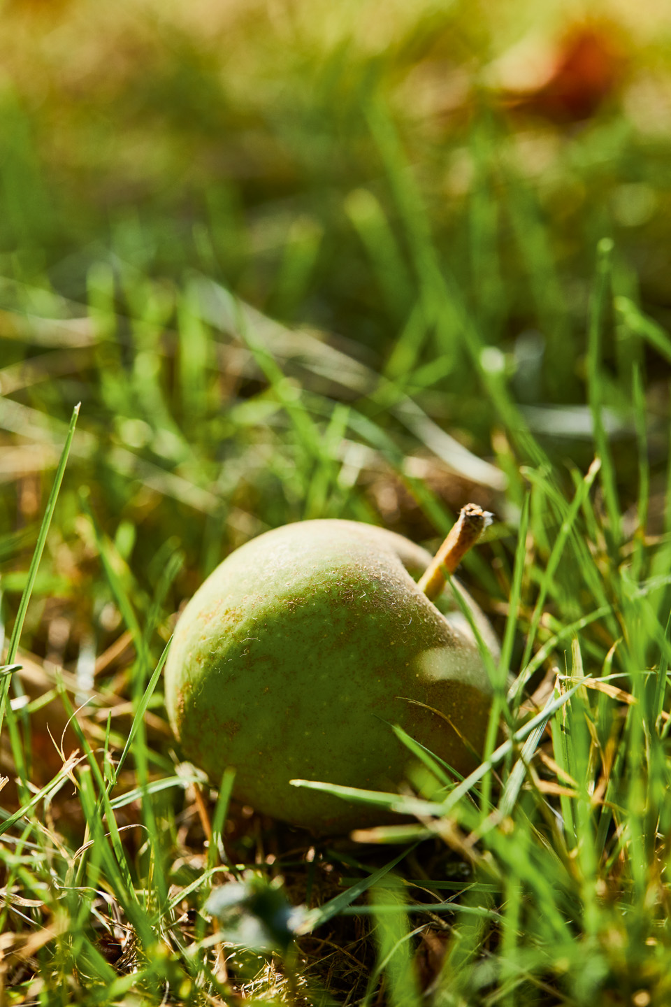 Nahaufnahme eines grünen Apfels im Gras 