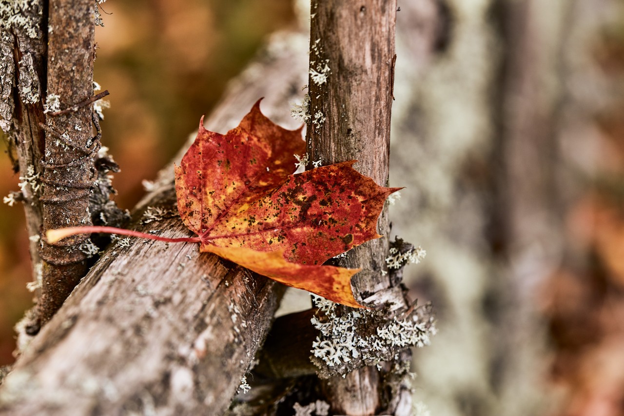 Nahaufnahme eines roten Herbstblattes auf einem Holzstück