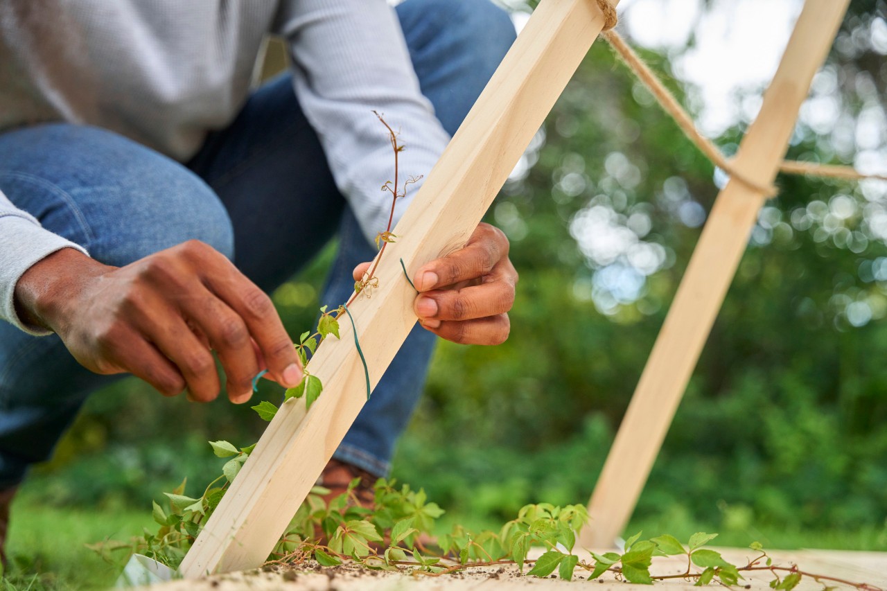 Der Mann befestigt die Stängel der Kletterpflanze mit einem grünen Draht einen Holzbalken