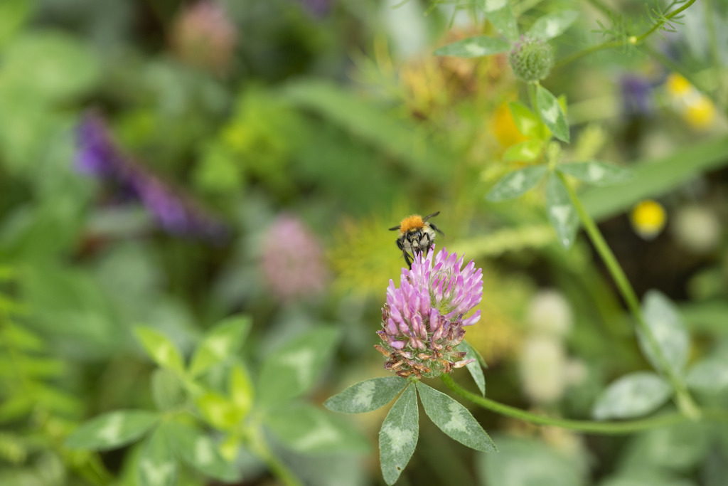 Nahaufnahme einer Biene auf einer Kleeblüte