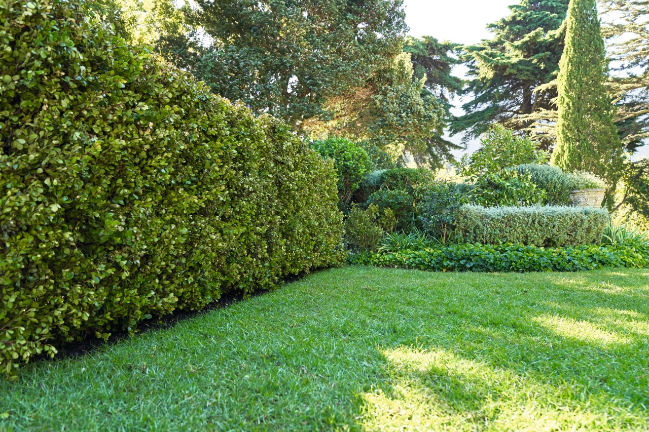 Kräftige und gesunde Gartenhecke mit Rasen, im Hintergrund Bäume 